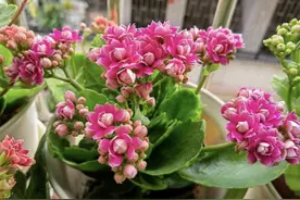 “家有6种花，不富也发”，放阳台显贵气，浇水就旺盛，好养图片
