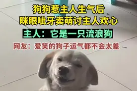 狗狗惹主人生气后眯眼呲牙卖萌讨主人欢心图片