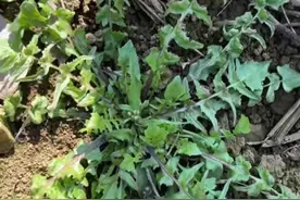 春天挖荠菜，辨荠菜，用荠菜，吃荠菜，看这一篇就够了图片