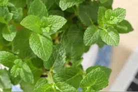 教你一招看懂作品是否被限流？图片