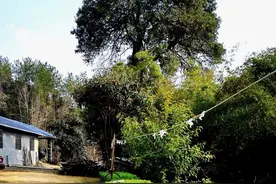 原创散文：下次去鹊树湾，再不跟雷雷聊劁猪的事了图片