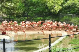 长春动植物公园开园后游客量稳步上升图片