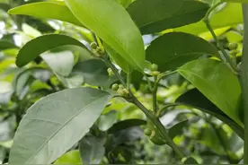 柑橘春梢未老熟能喷920（赤霉素）保果吗？在一保用还是二保呢？图片