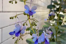 “网红”盆栽花—蓝蝴蝶，花似群蝶飞舞，四季都有花开图片