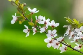 解决李子只开花不结果的问题图片