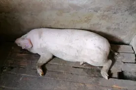 猪四肢无力站不起来如何治疗？猪后腿站不起来用什么药？快收藏图片