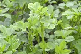 可食用野菜之——苜蓿图片