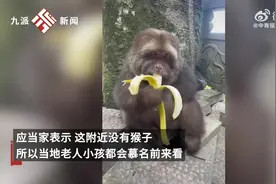 寺庙当家回应师太喂养独臂猴十余年：它喜欢这里，与寺庙有缘图片