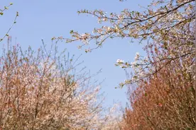 “贵安樱花”开了没？记者提前“探花”图片