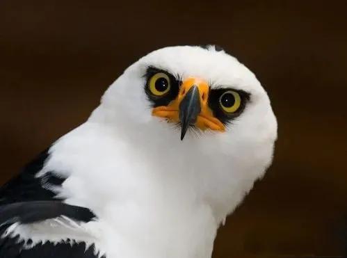 盘点那些黑白配色的鸟类