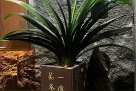 这五种花晚上释放氧气，促进睡眠，养一盆身体好图片