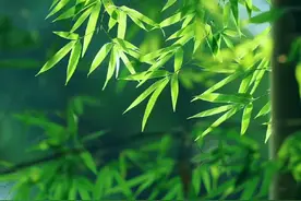 绿色清新养眼护眼壁纸图片