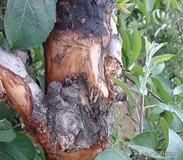 果树腐烂 轮纹 粗皮防治大有讲究！促生新根，壮树势这样做错不了