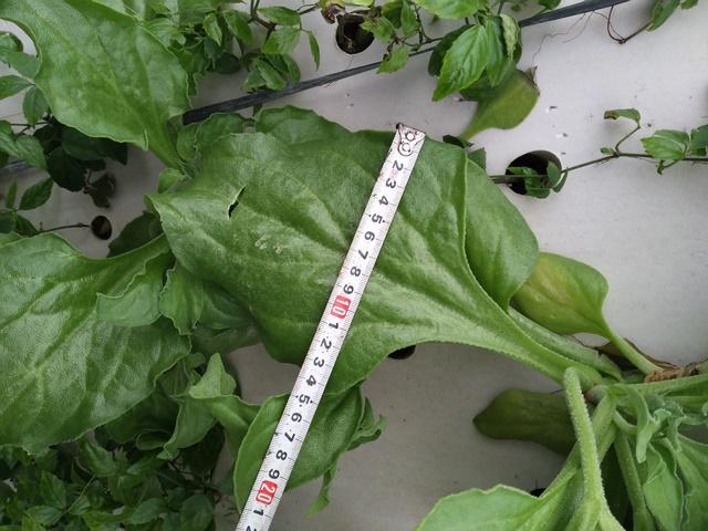 冰菜生物学特性及气雾培生产技术