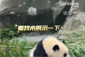 大熊猫渝爱：腿到用时方恨短图片