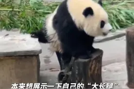 大熊猫渝爱：腿到用时方恨短图片