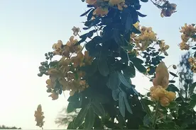 当你的生日遇上亲人的忌日，怎么让人释怀？图片