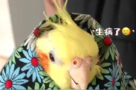 怎样治疗鸟的眼疾图片