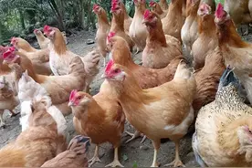 鸡痘是什么原因引起的？鸡冠上长痘咋办？小鸡嘴上长疙瘩怎么办？图片