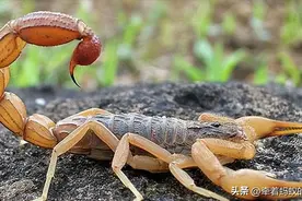世界上有哪些带毒性的昆虫？被它们咬伤有什么后果？图片