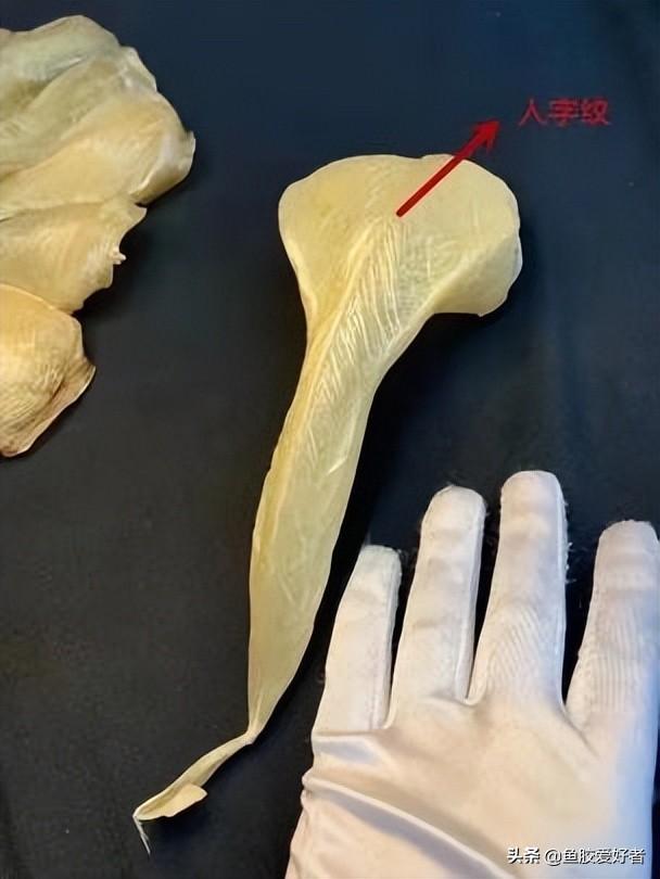 黄花胶和白花胶营养价值一样吗 黄花胶和白花胶有什么区别