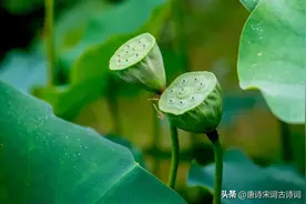 低头弄莲子，莲子清如水图片
