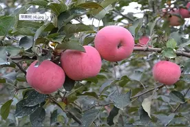 潮汕语言：常见水果用潮汕话怎么说（附注及实物图）图片