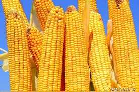 玉米生长期喷好“3遍药”，产量提高30%，打什么药？什么时间打？图片