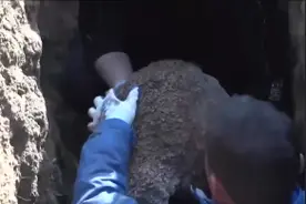 恐虫人士慎入！水库大坝端掉罕见“一王三后”白蚁巢图片
