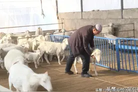「致敬劳动者」 "羊大夫"马东拉黑养羊记图片