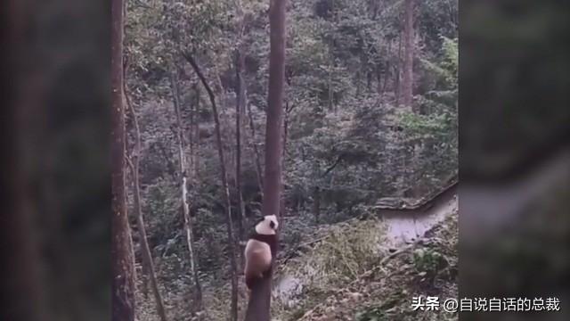 熊猫破解版猫咪（熊猫真实存在的上古恐惧）