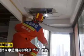 四川农户房顶发现多条大蛇，已经安家落户，蛇是怎么跑上去的？图片