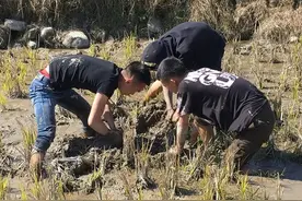黄鳝是农田害虫吗？繁殖后会变性，吃它不用去内脏，但血液有毒图片