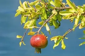 枝叶尽美花若云霞的石榴树什么时候发芽？经济寿命可达百年图片