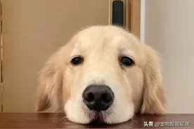 网友带狗子去剃了个毛，结果回家后它emo了半小时图片