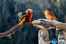 图集丨山间“凤凰”飞！红腹锦鸡身披七彩华羽翩然起舞图片
