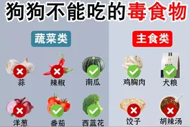 紧急曝光：狗狗不能吃的人类食物，误食会危及狗狗性命图片
