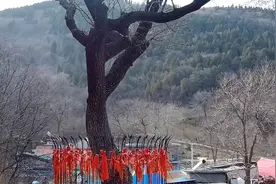 世界上最后一颗“宝树”，比任何国宝都珍贵，它就生长在我国山东图片