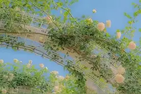 生娃报喜的文案图片