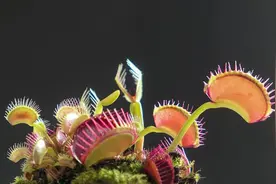 食人花—吃肉的植物图片