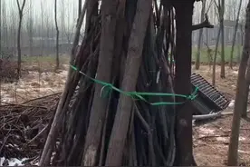 自建鸡窝图片