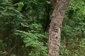 曹县镇街展示｜生态宜居话魏湾图片