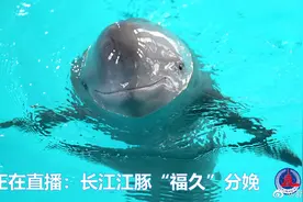 【正在直播：#长江江豚福久分娩#】日前视频封面