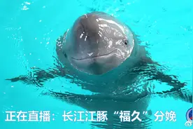 【正在直播：#长江江豚福久分娩#】日前视频封面