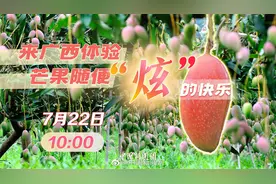 #小新在直播#【来广西体验芒果随便“炫”的快乐】近日视频封面