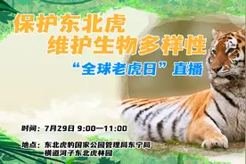 【#保护东北虎# 维护生物多样性】7月29日是#全球老虎日#视频封面