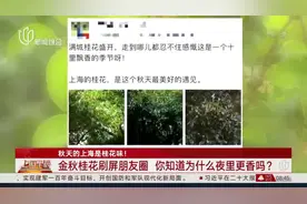 【涨知识了！你知道为什么桂花夜里更香吗？】最近秋意渐浓视频封面