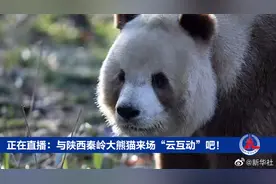 【正在直播：与陕西秦岭大熊猫来场“云互动”吧！视频封面