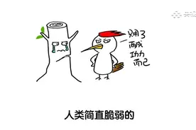 【#啄木鸟为啥不会脑震荡#[思考]】研究显示视频封面