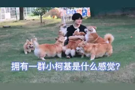 #养一群柯基是什么体验#